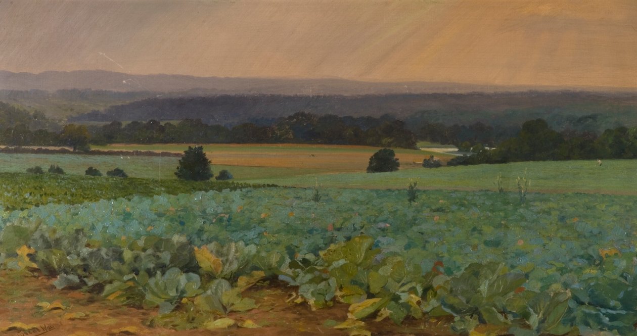 Campo de Nabos de William Cosens Way