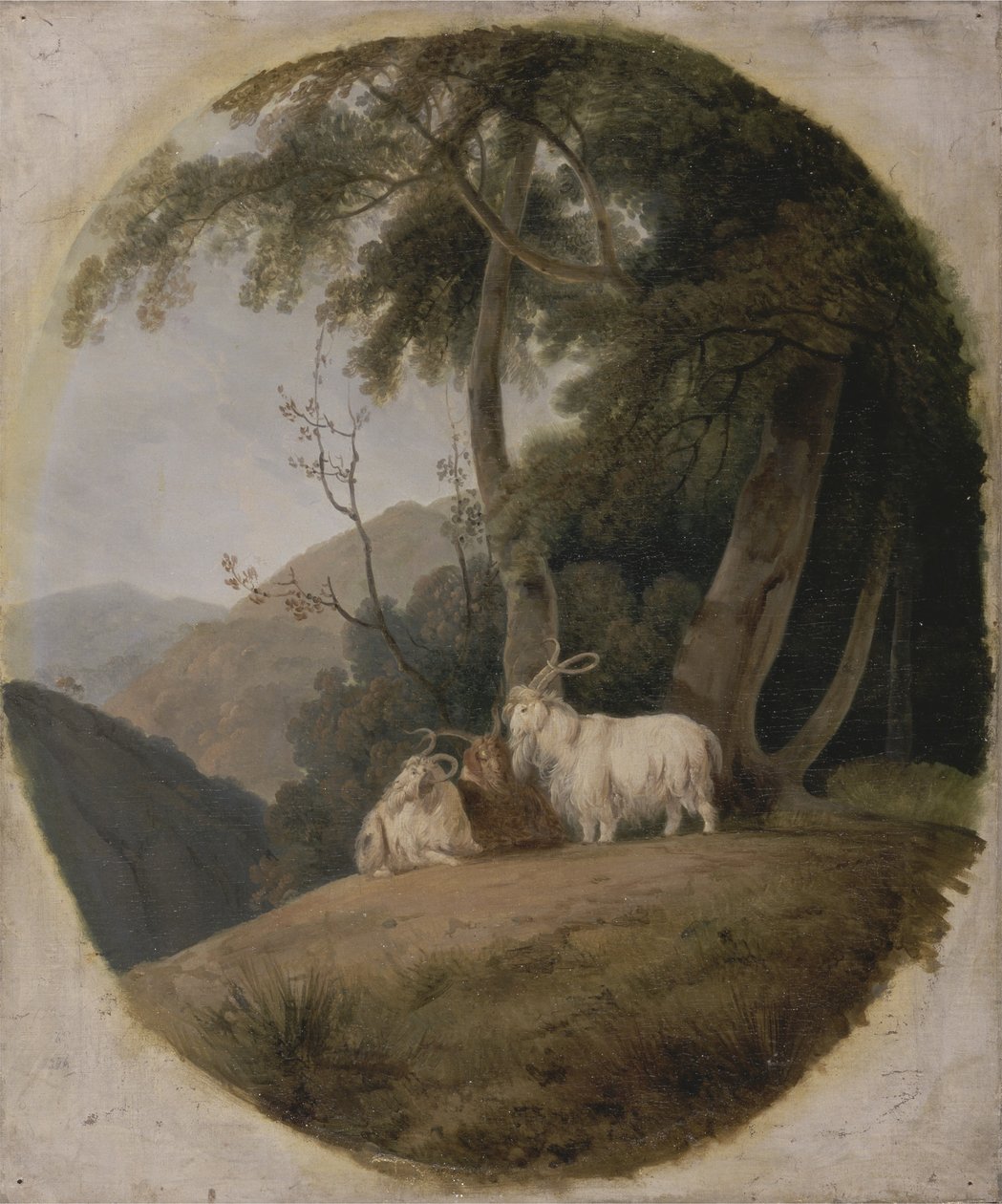 Cabras de Cachemira, c.1780-1820 de William Daniell