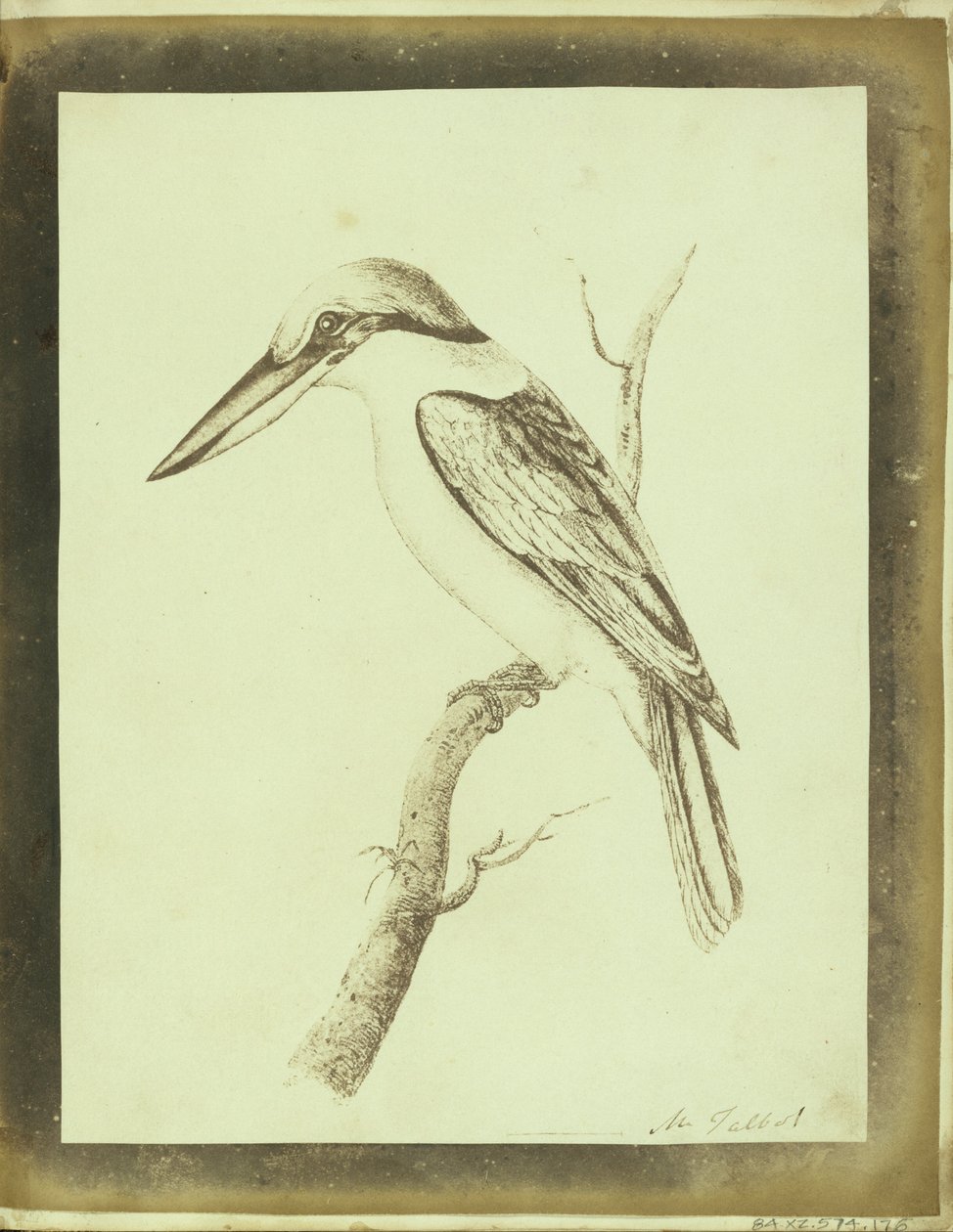 (Copia de una impresión litográfica de Swainson de un cangrejero de collar) de William Henry Fox Talbot