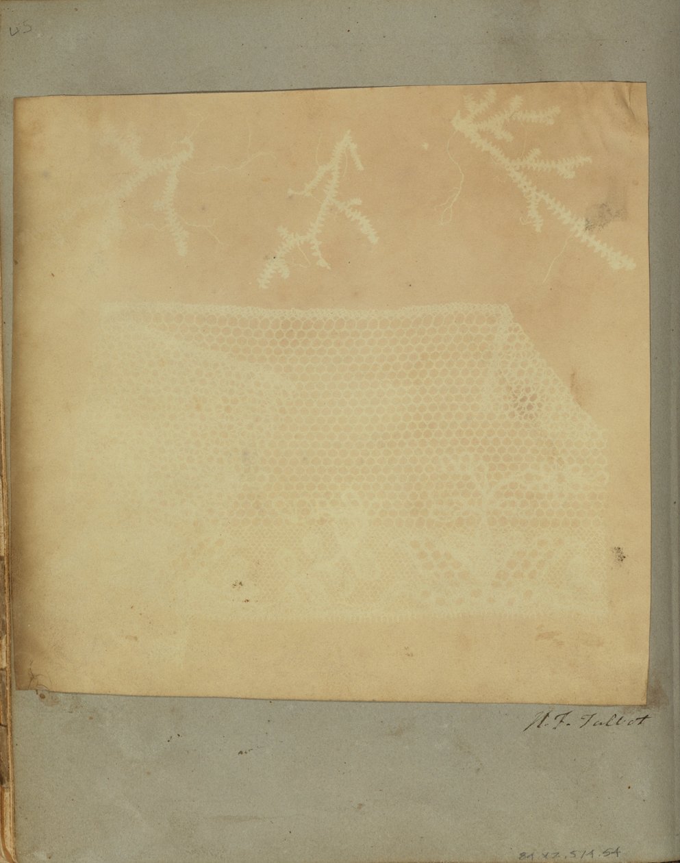 Un fragmento de encaje con tres ramitas de musgo de William Henry Fox Talbot