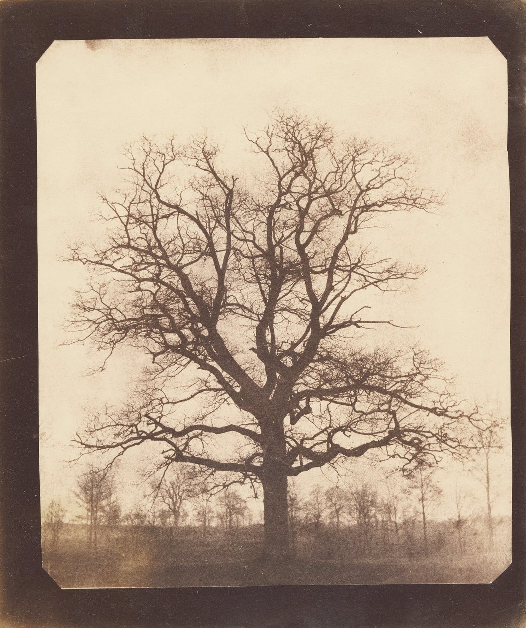 Un Roble en Invierno de William Henry Fox Talbot