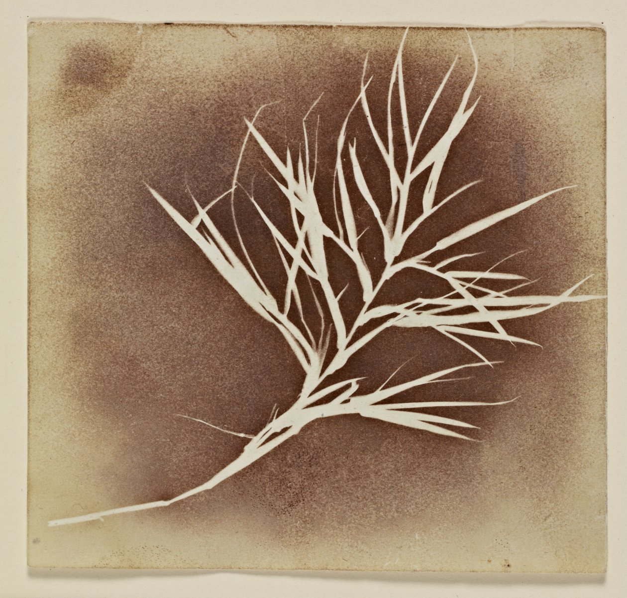 Dibujo fotogénico de una planta de William Henry Fox Talbot