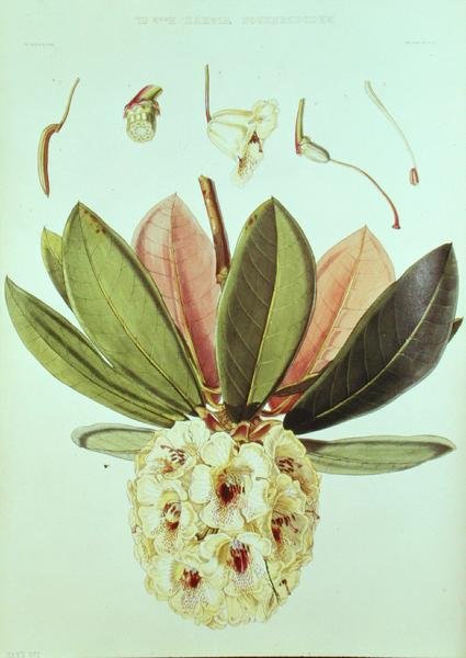 Rhododendron Wightii, de Rhododendrons of the Sikkim Himalaya por J.D. Hooker de William Hooker