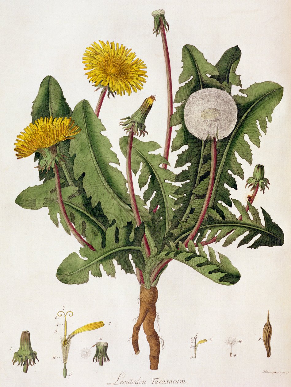 Diente de León de William Kilburn