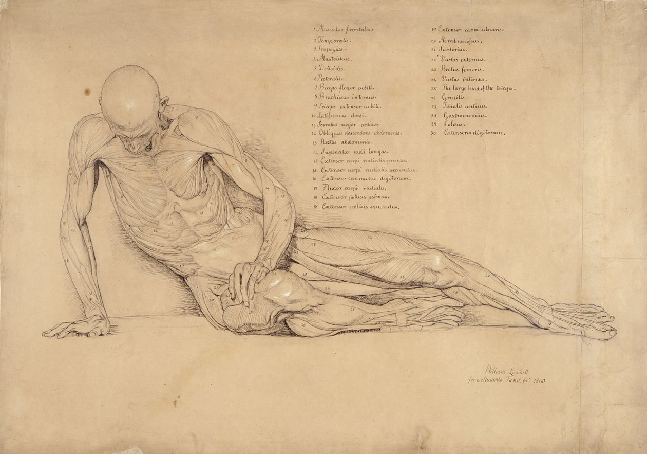 Estudio de Ecorché del Galo Moribundo, 1840 de William Linnell