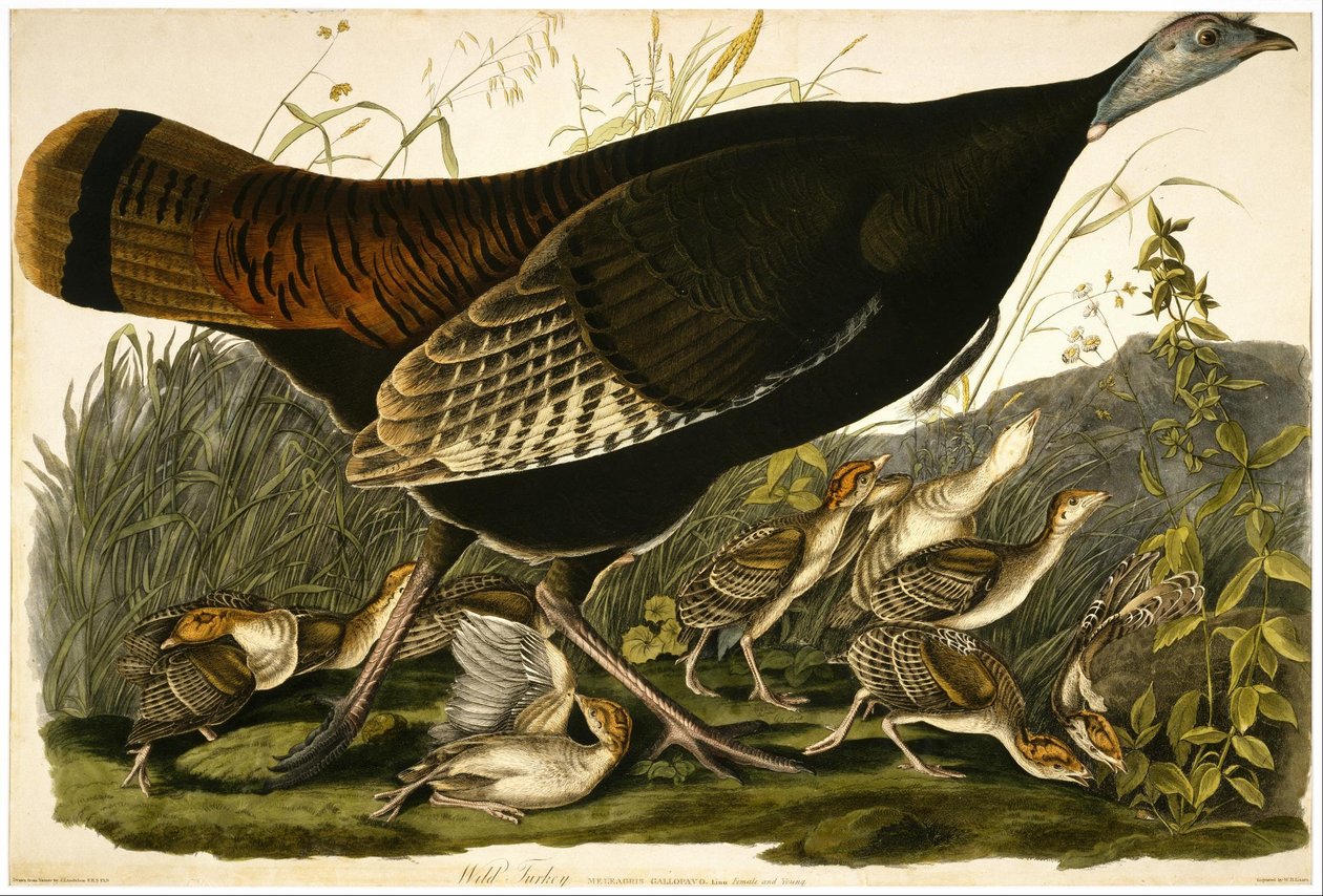 Pavo Salvaje de William Home Lizars