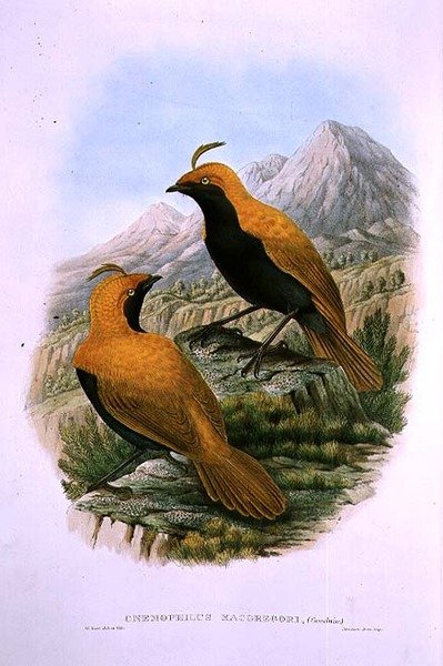 Cnemophilus Macgregorii, Ave del Paraíso de Cresta Curvada de M. Hart