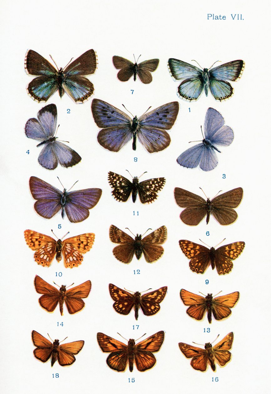 Diferentes tipos de mariposas, ilustración del libro Mariposas, polillas y otros insectos y criaturas del campo, publicado en 1927 de William Samuel Furneaux