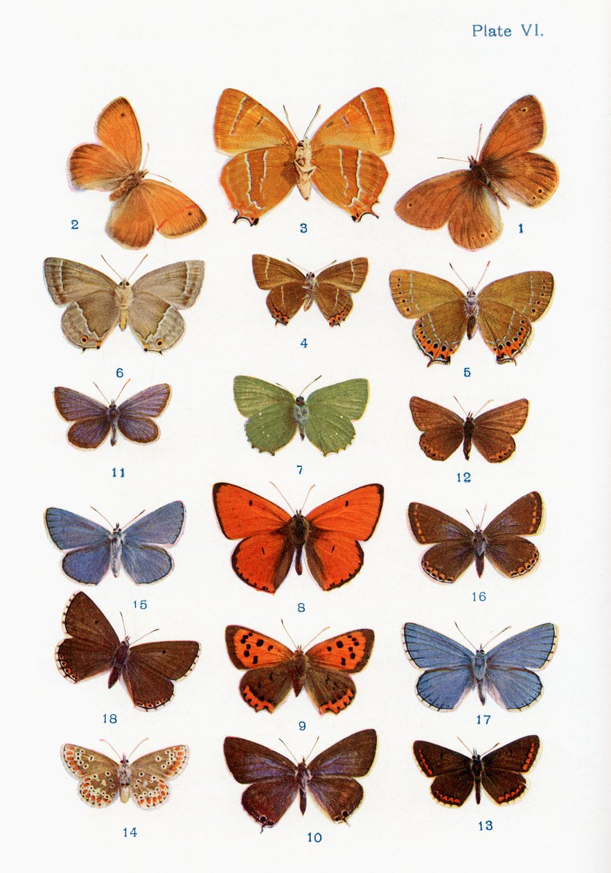 Diferentes tipos de mariposas, ilustración del libro Mariposas, polillas y otros insectos y criaturas del campo, publicado en 1927 de William Samuel Furneaux
