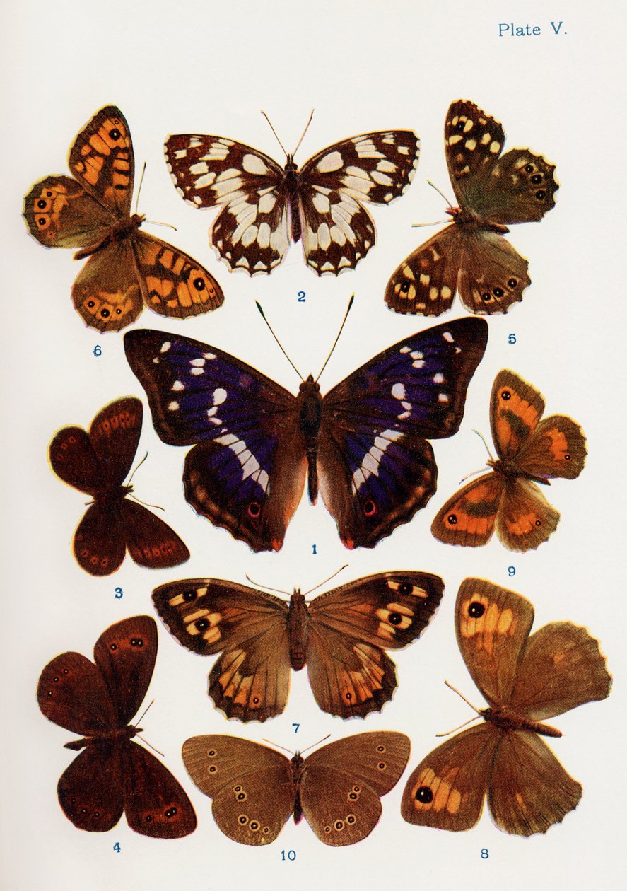 Diferentes tipos de mariposas, ilustración del libro Mariposas, polillas y otros insectos y criaturas del campo, publicado en 1927 de William Samuel Furneaux