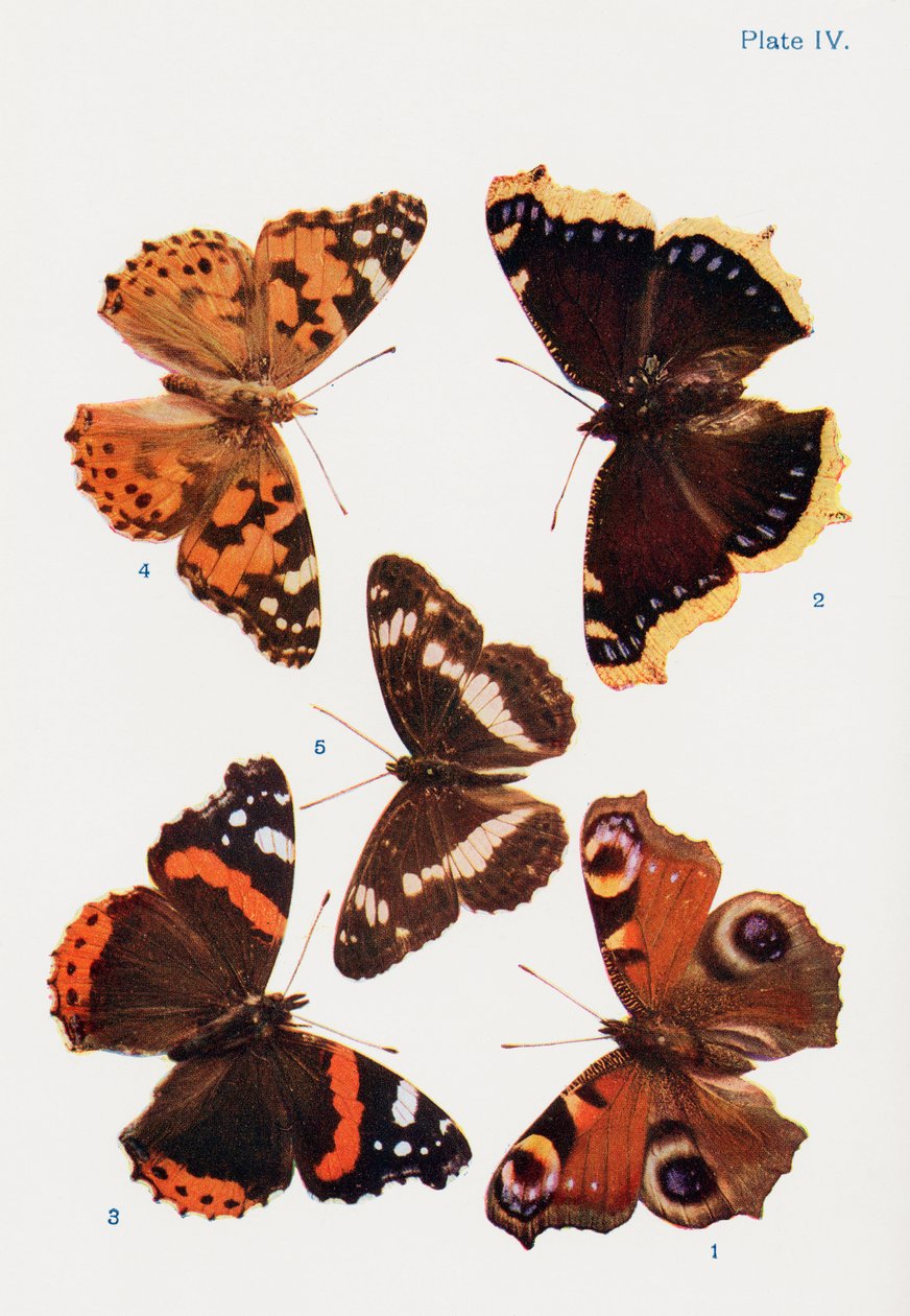 Diferentes tipos de mariposas, ilustración del libro Mariposas, polillas y otros insectos y criaturas del campo, publicado en 1927 de William Samuel Furneaux