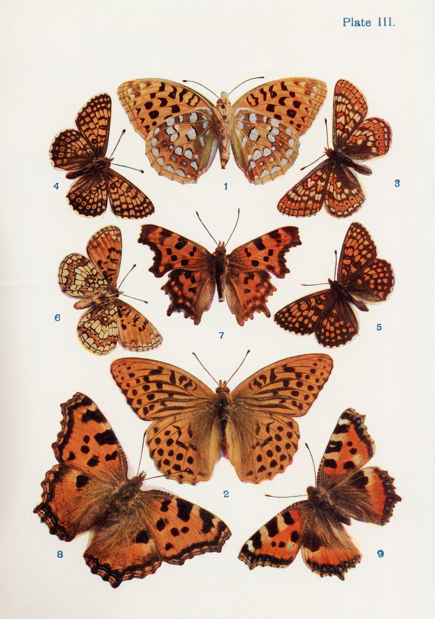 Diferentes tipos de mariposas, ilustración del libro Mariposas, polillas y otros insectos y criaturas del campo, publicado en 1927 de William Samuel Furneaux