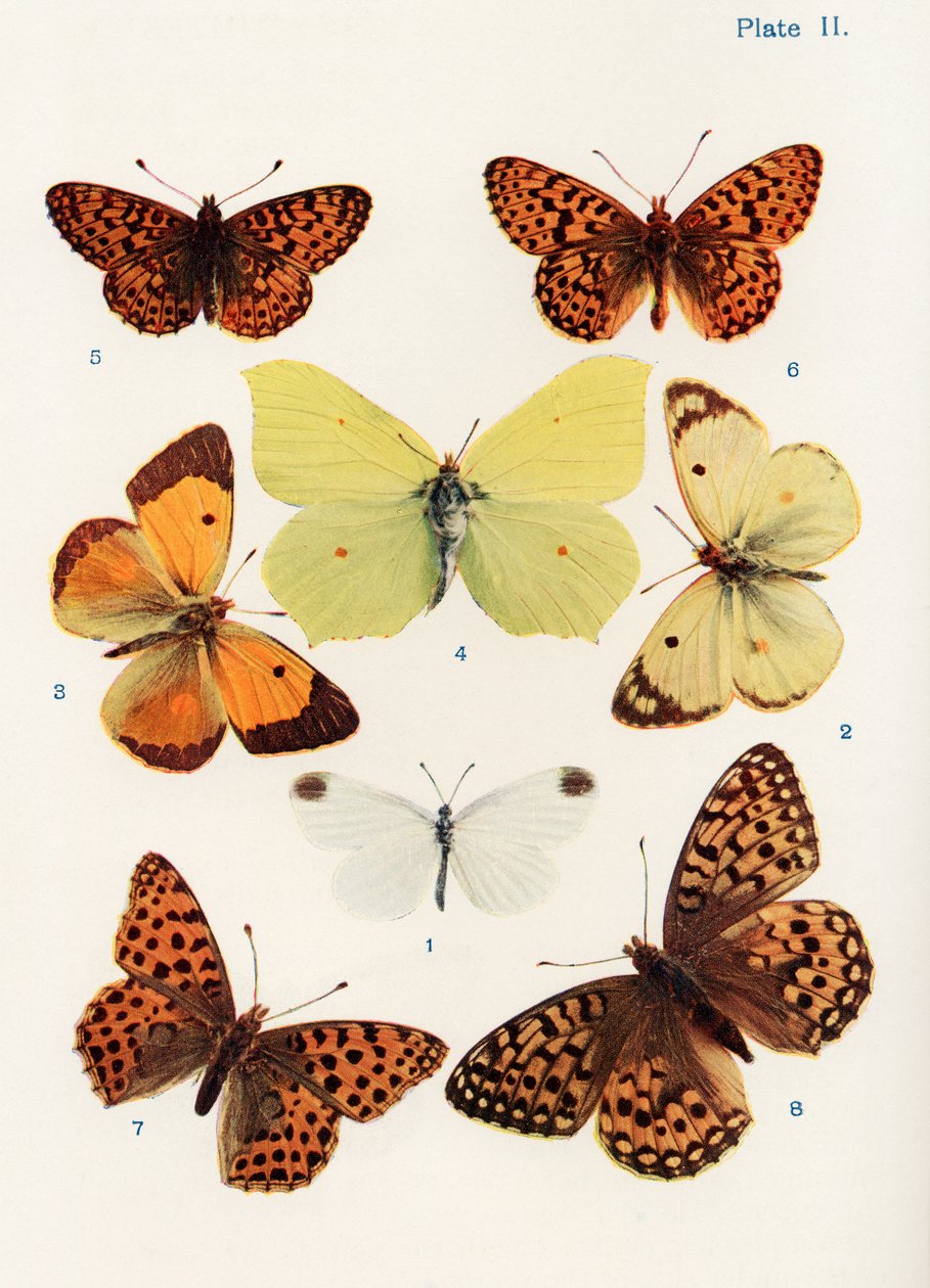 Diferentes tipos de mariposas, ilustración del libro Mariposas, polillas y otros insectos y criaturas del campo, publicado en 1927 de William Samuel Furneaux