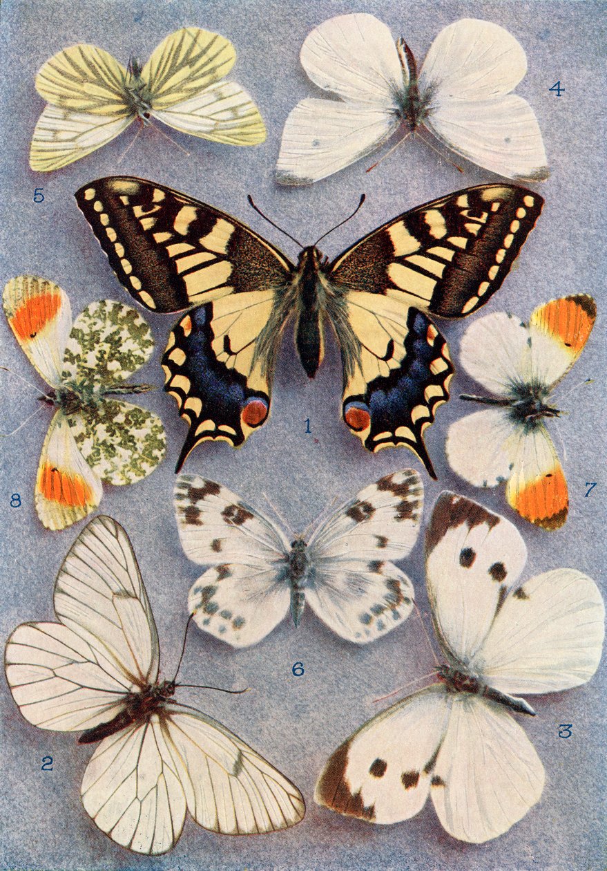 Diferentes tipos de mariposas, ilustración del libro Mariposas, polillas y otros insectos y criaturas del campo, publicado en 1927 de William Samuel Furneaux
