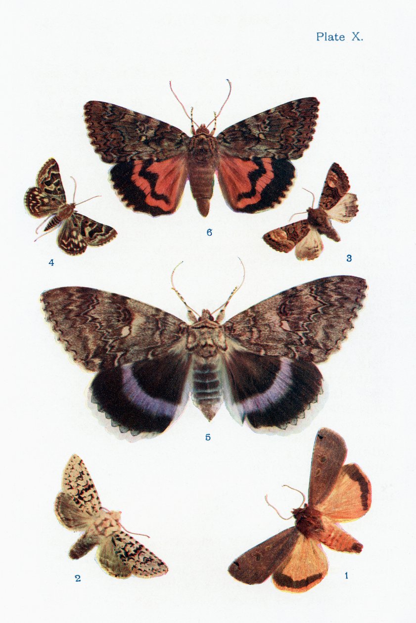 Diferentes tipos de polillas, ilustración del libro Mariposas, polillas y otros insectos y criaturas del campo, publicado en 1927 de William Samuel Furneaux