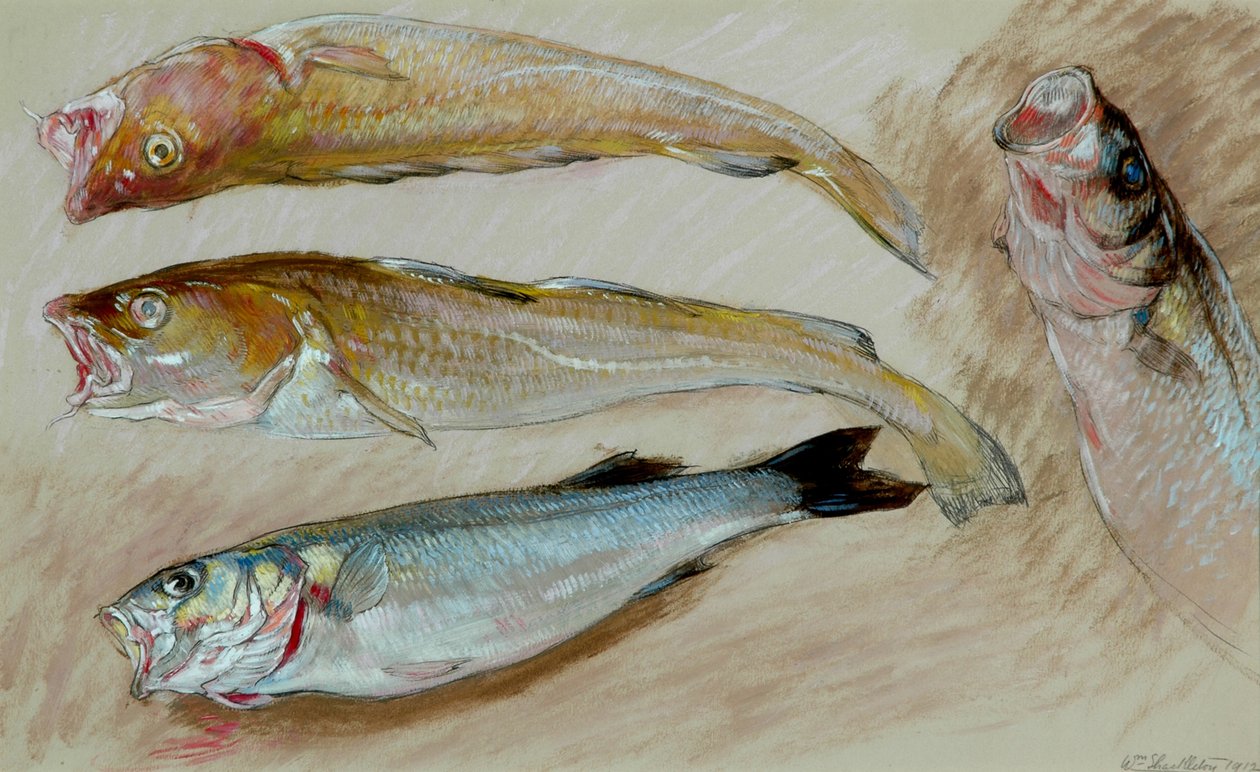 Estudio de cuatro peces para 