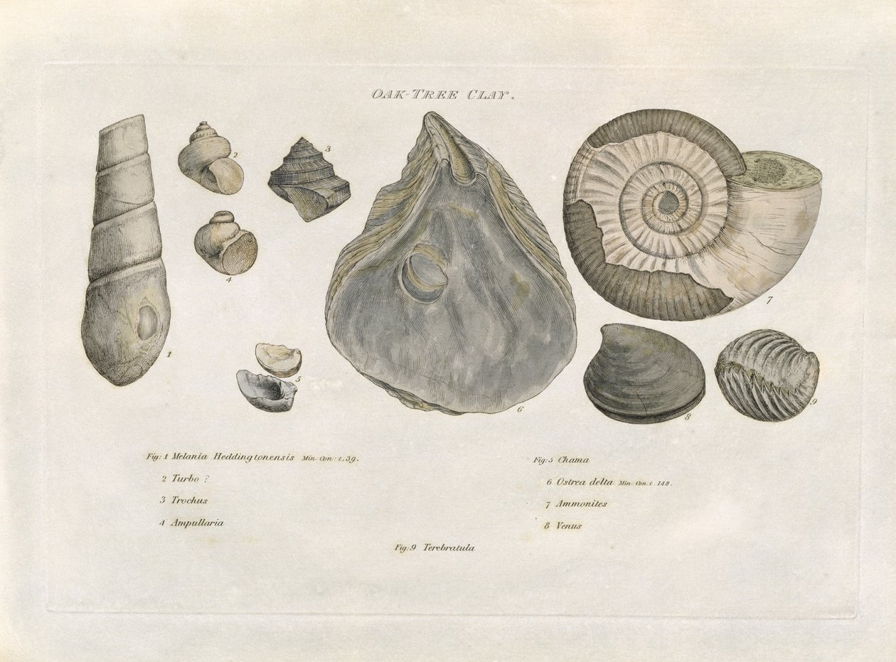 Fósiles de arcilla de roble, ilustración de 