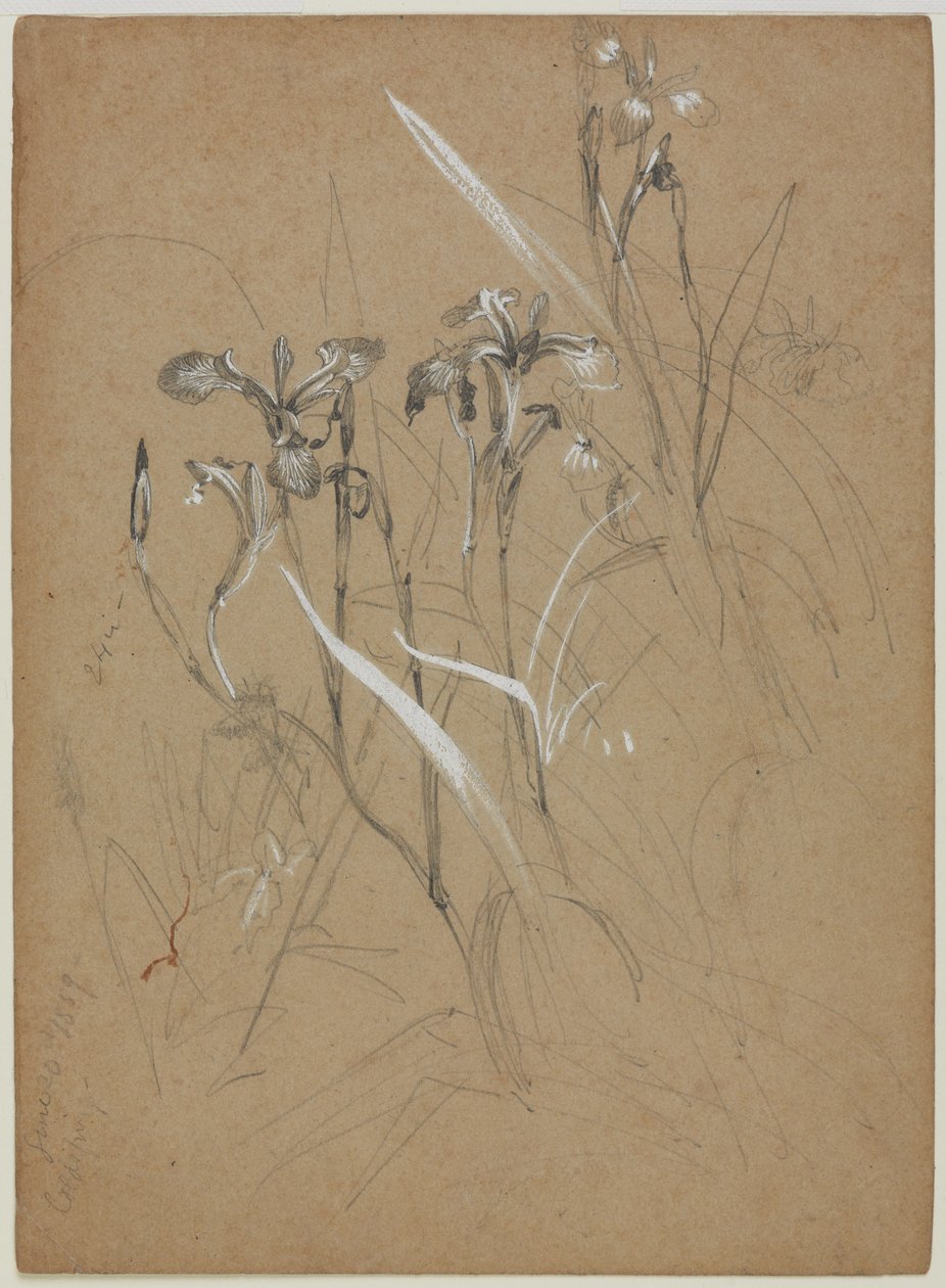 Estudio de Planta, 30 de junio de 1859 de William Trost Richards