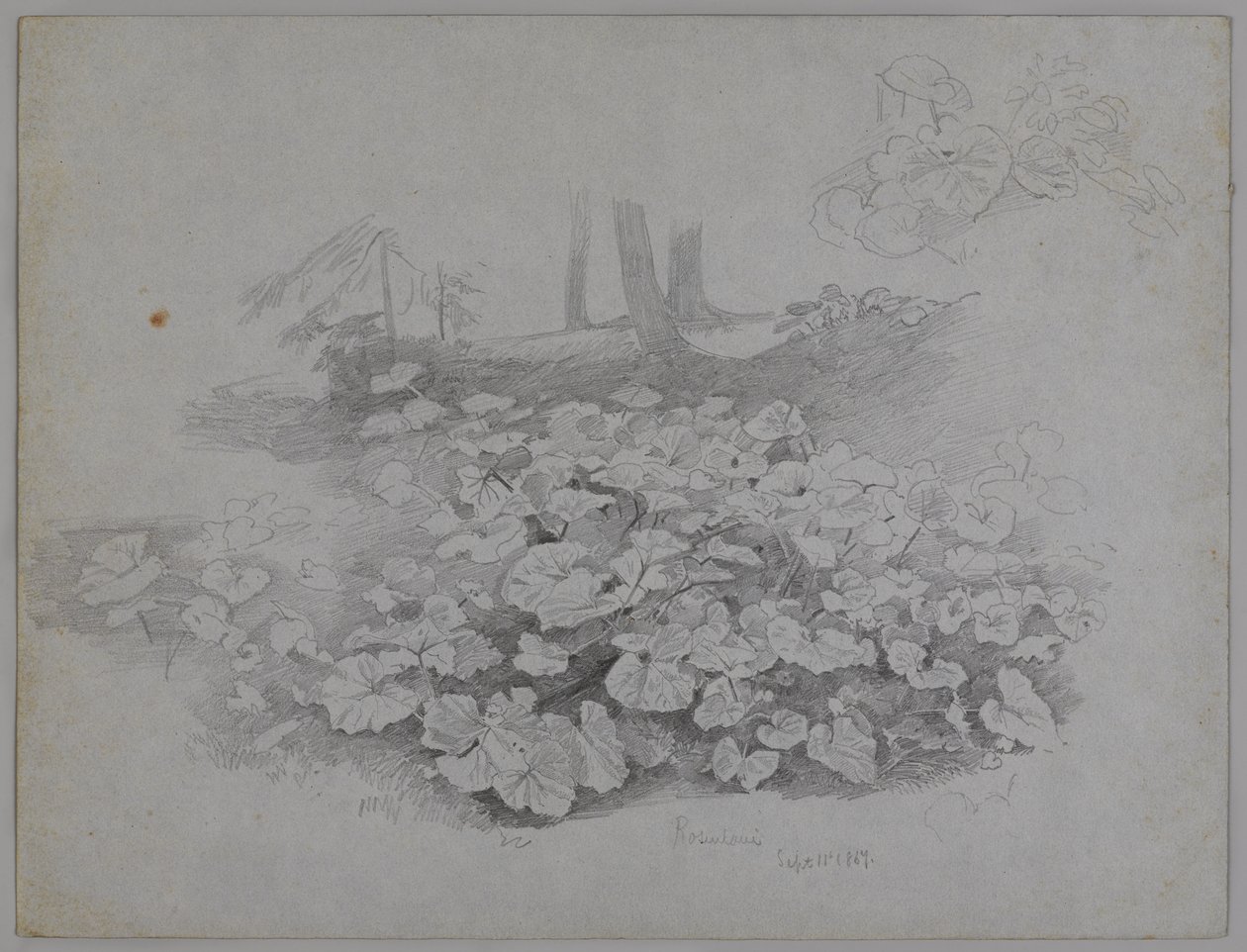 Estudio de Planta, 11 de septiembre de 1867 de William Trost Richards