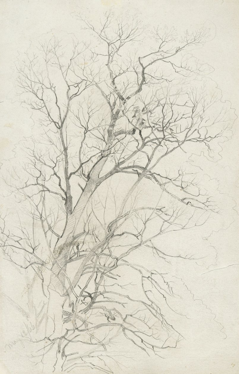 Árbol, 1866 de William Trost Richards