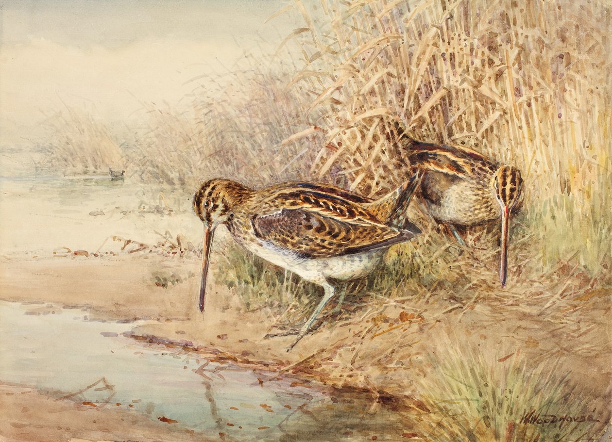 Agachadiza de William Woodhouse