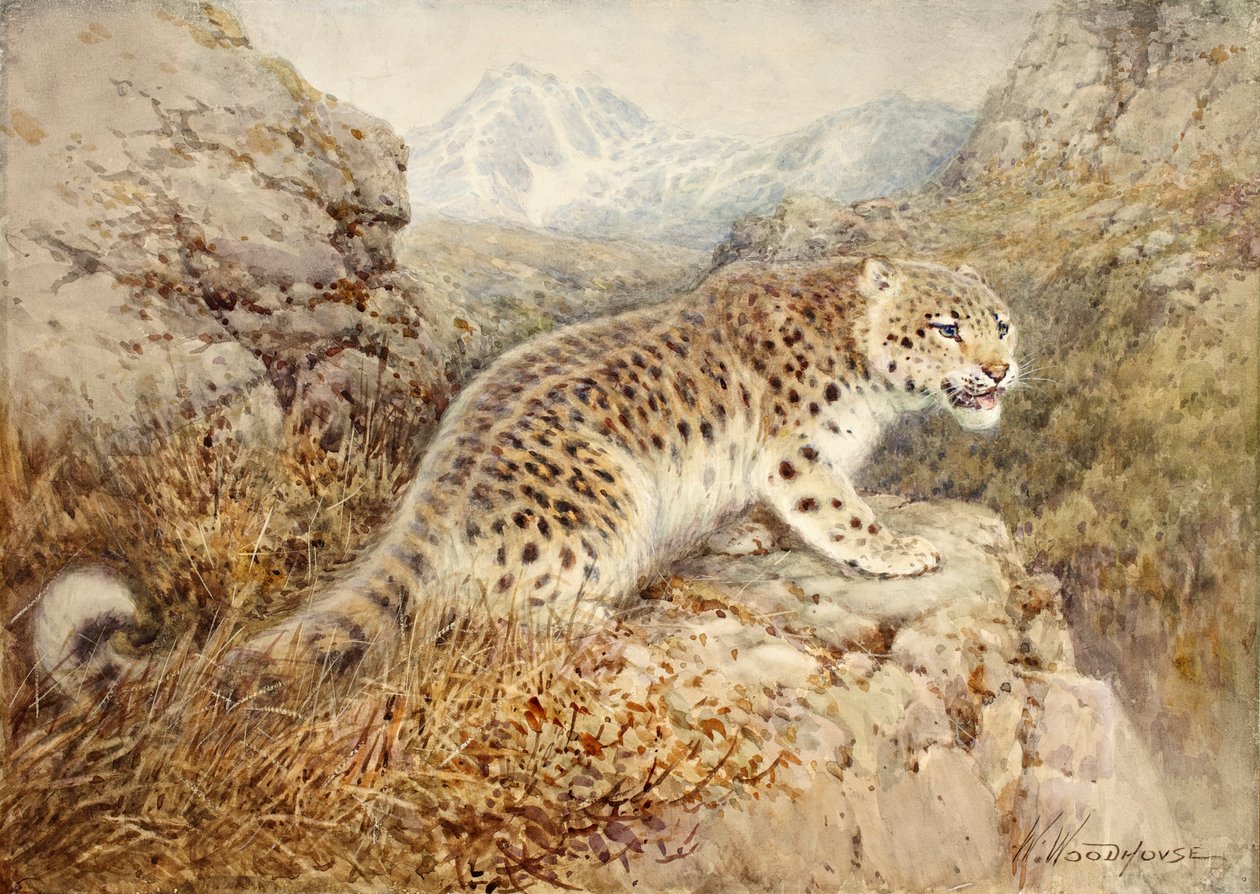 Leopardo de las nieves, c.1920 de William Woodhouse