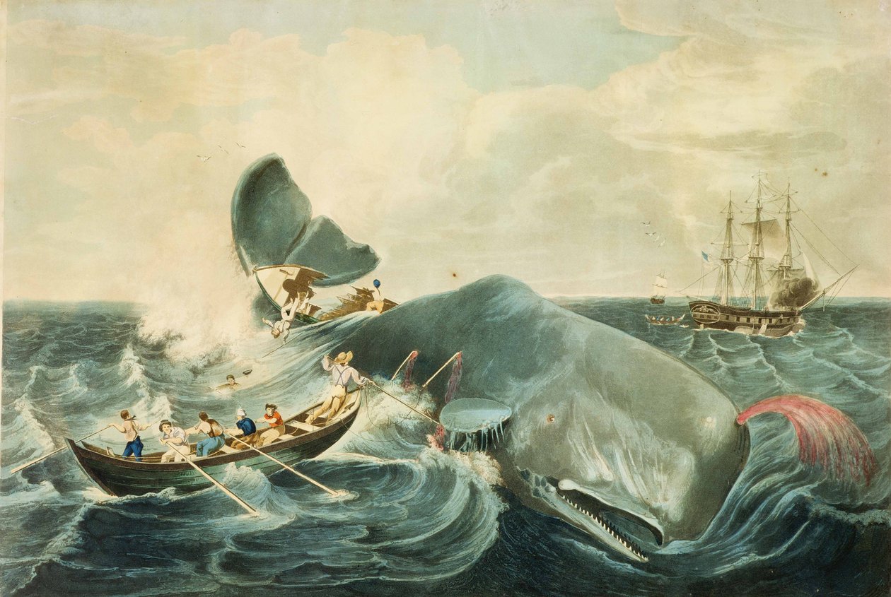 Captura de un cachalote, grabado por J. Hill, publicado en 1835 (aguatinta en color) de William (after) Page