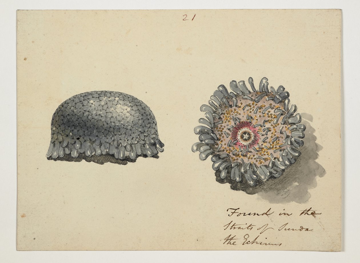WD 961 f.21 de William Alexander