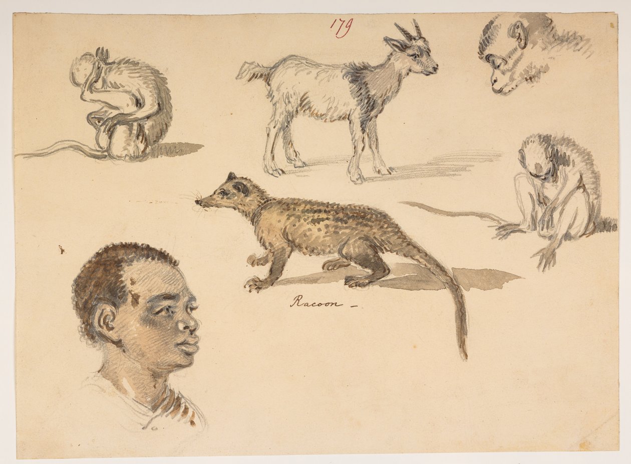 f.65 179 Cabeza de hombre, mapache, cabra y monos, de un Álbum de 372 dibujos de paisajes, costas, trajes y vida cotidiana realizados durante la embajada de Lord Macartney ante el Emperador de China, entre 1792 y 1794 (lápiz y acuarela sobre papel) de William Alexander
