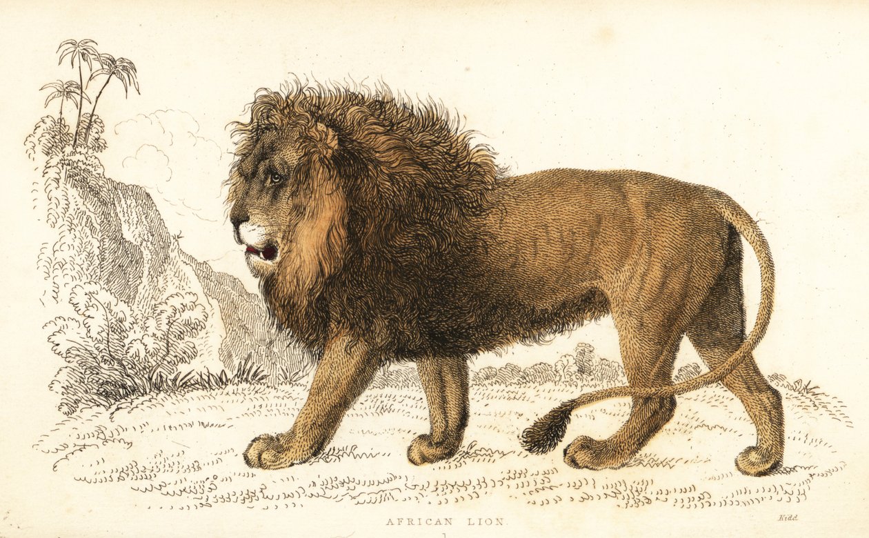 León africano, Panthera leo. Vulnerable. ,1834 (grabado) de William Alexander Forbes