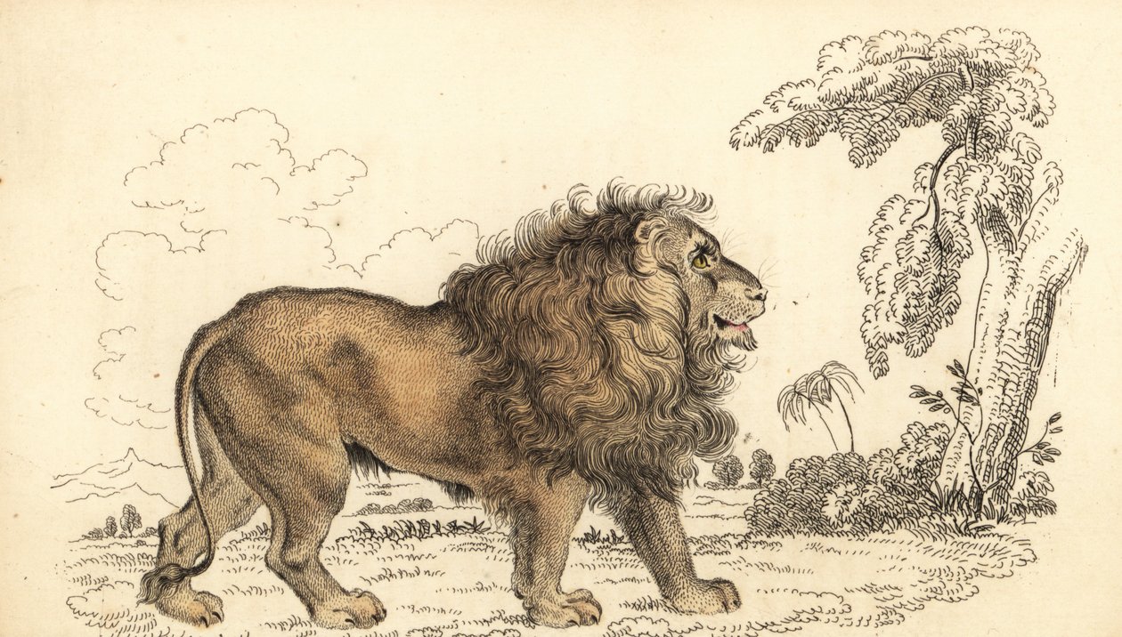 León asiático, en peligro de extinción, Panthera leo leo. ,1834 (grabado) de William Alexander Forbes