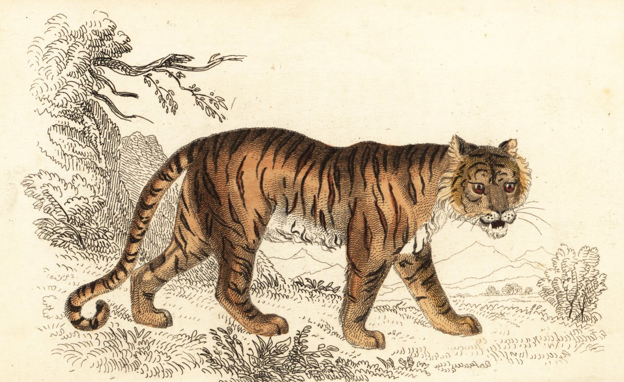 Tigre de Bengala, Panthera tigris tigris.,1834 (grabado) de William Alexander Forbes