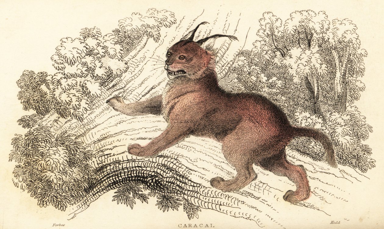 Caracal, Caracal caracal.,1834 (grabado) de William Alexander Forbes