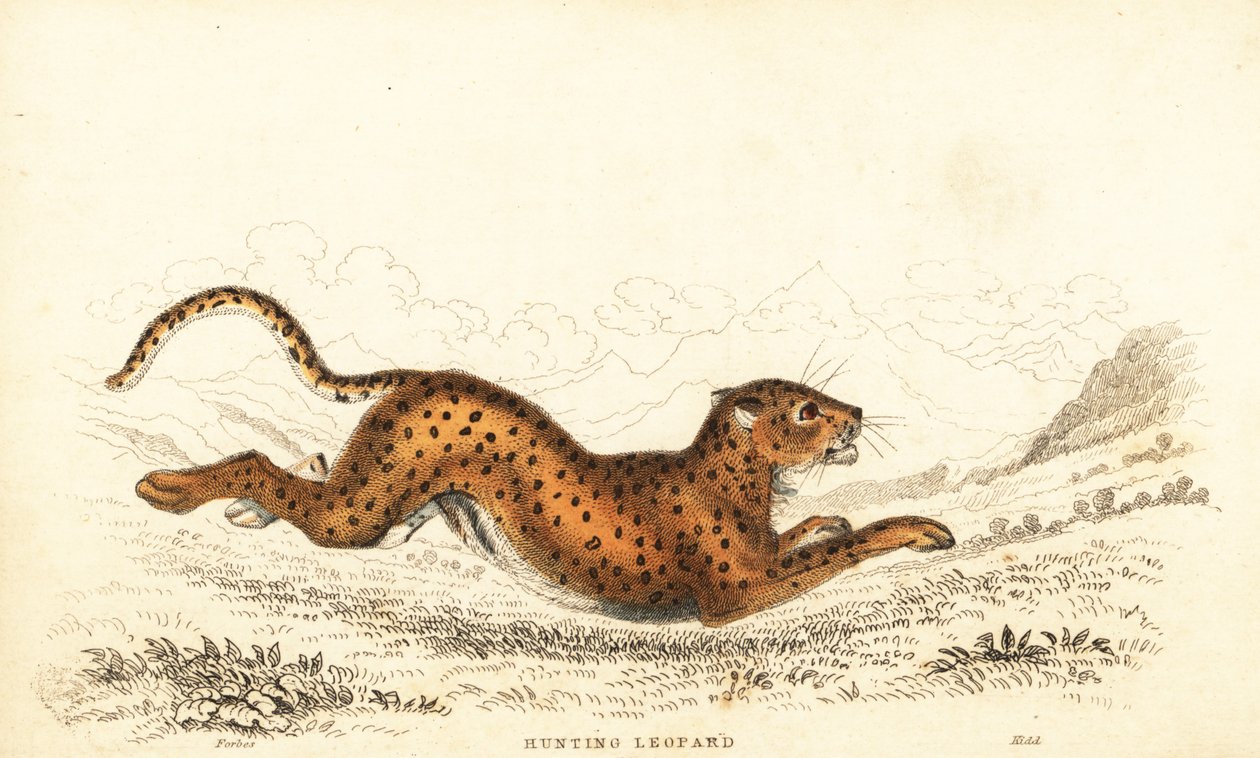 Guepardo, Acinonyx jubatus.,1834 (grabado) de William Alexander Forbes