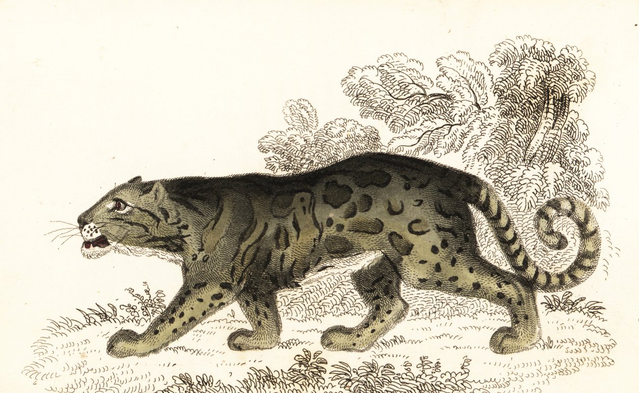Leopardo nublado, Neofelis nebulosa.,1834 (grabado) de William Alexander Forbes