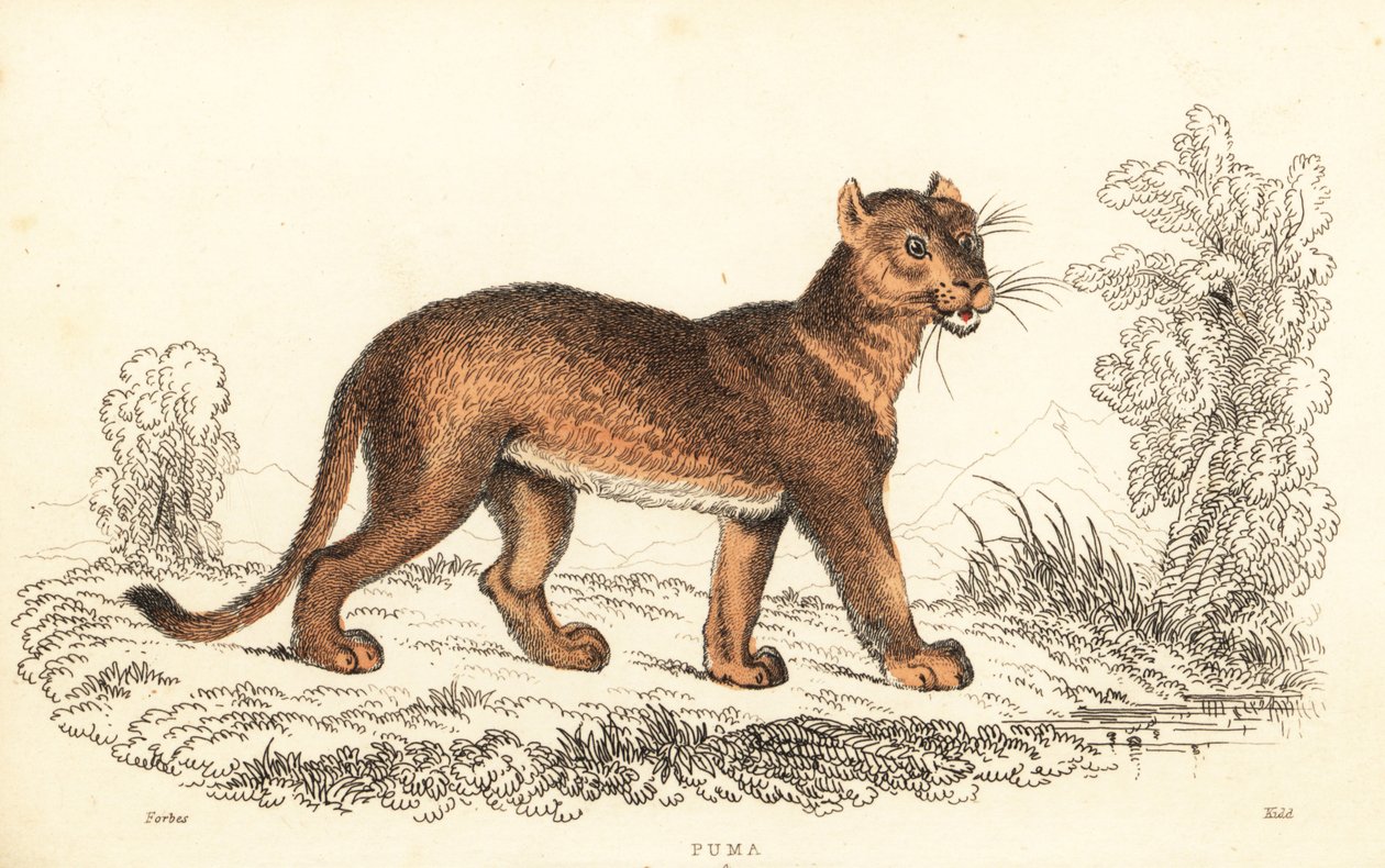 Puma concolor, 1834 (grabado) de William Alexander Forbes