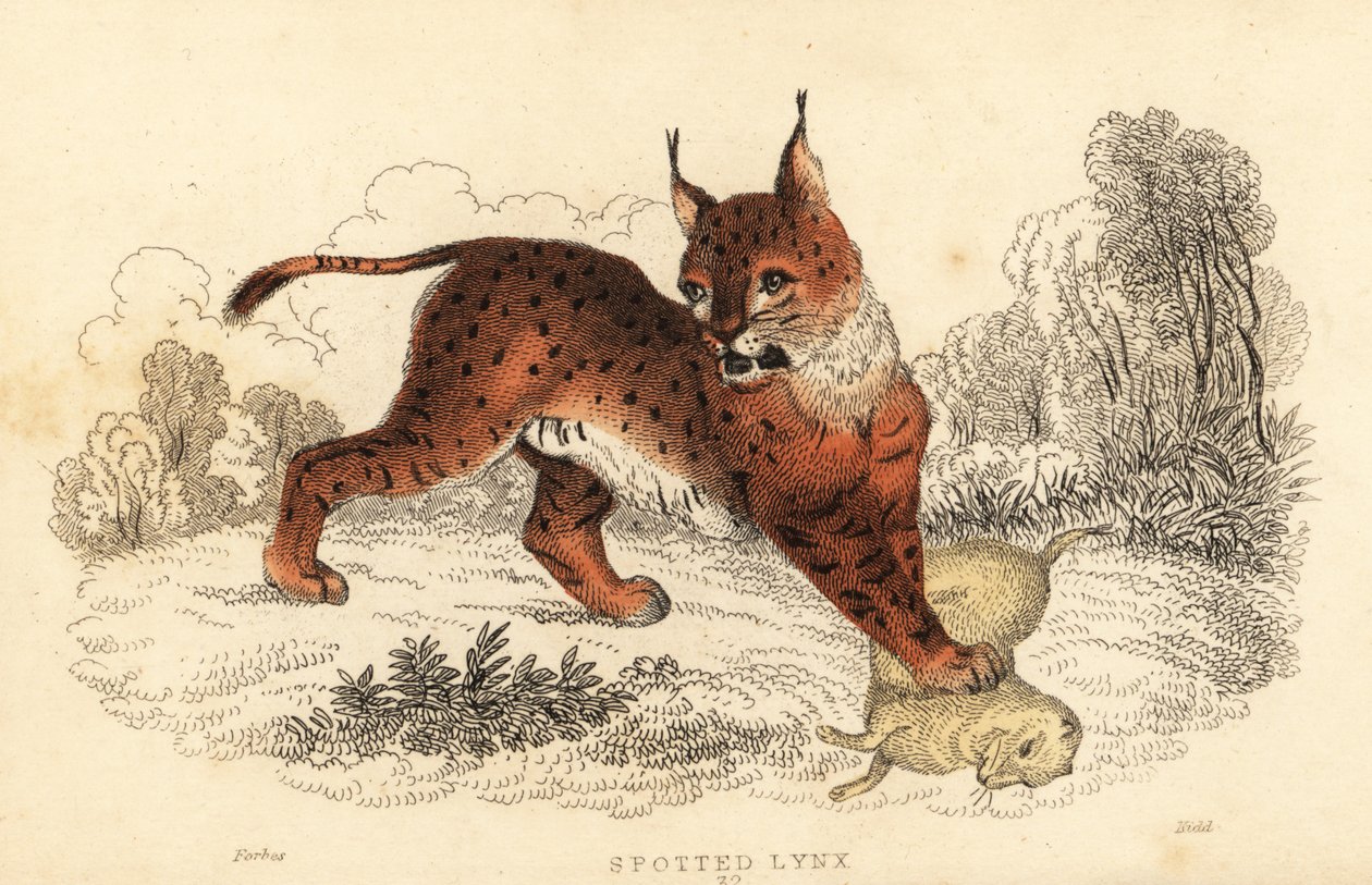 Lince euroasiático, Lynx lynx.,1834 (grabado) de William Alexander Forbes