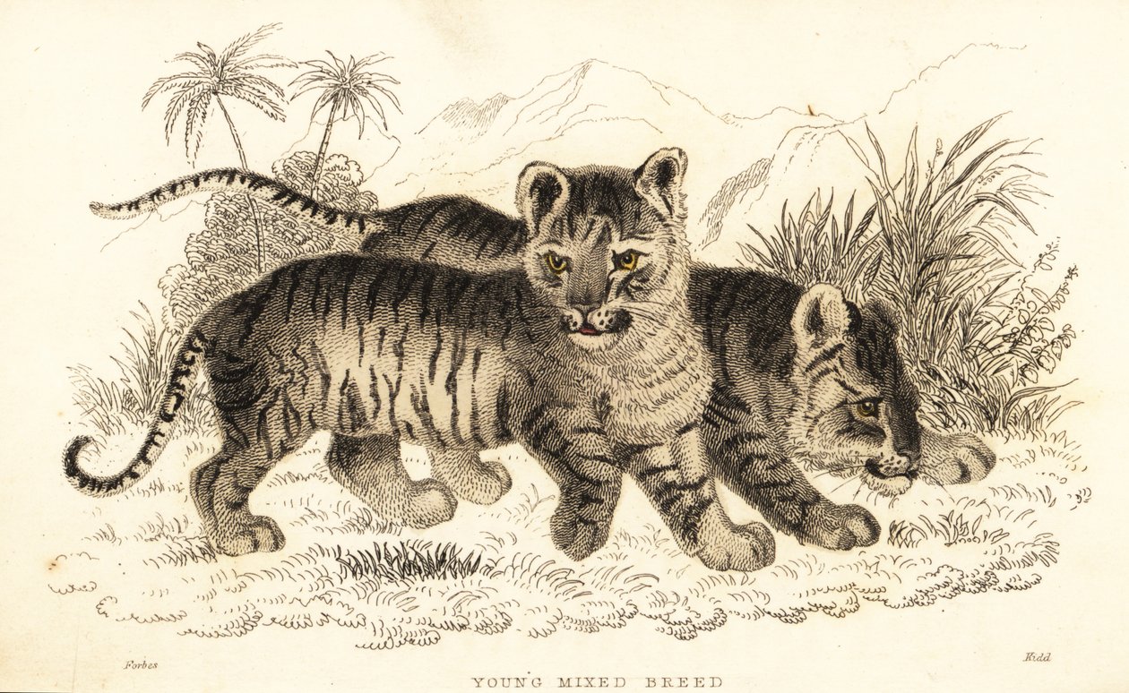 Cachorros de león y tigre híbridos. ,1834 (grabado) de William Alexander Forbes