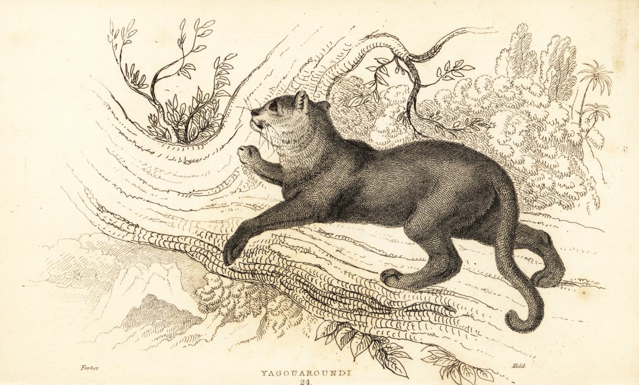 Jaguarundi, Puma yagouaroundi.,1834 (grabado) de William Alexander Forbes