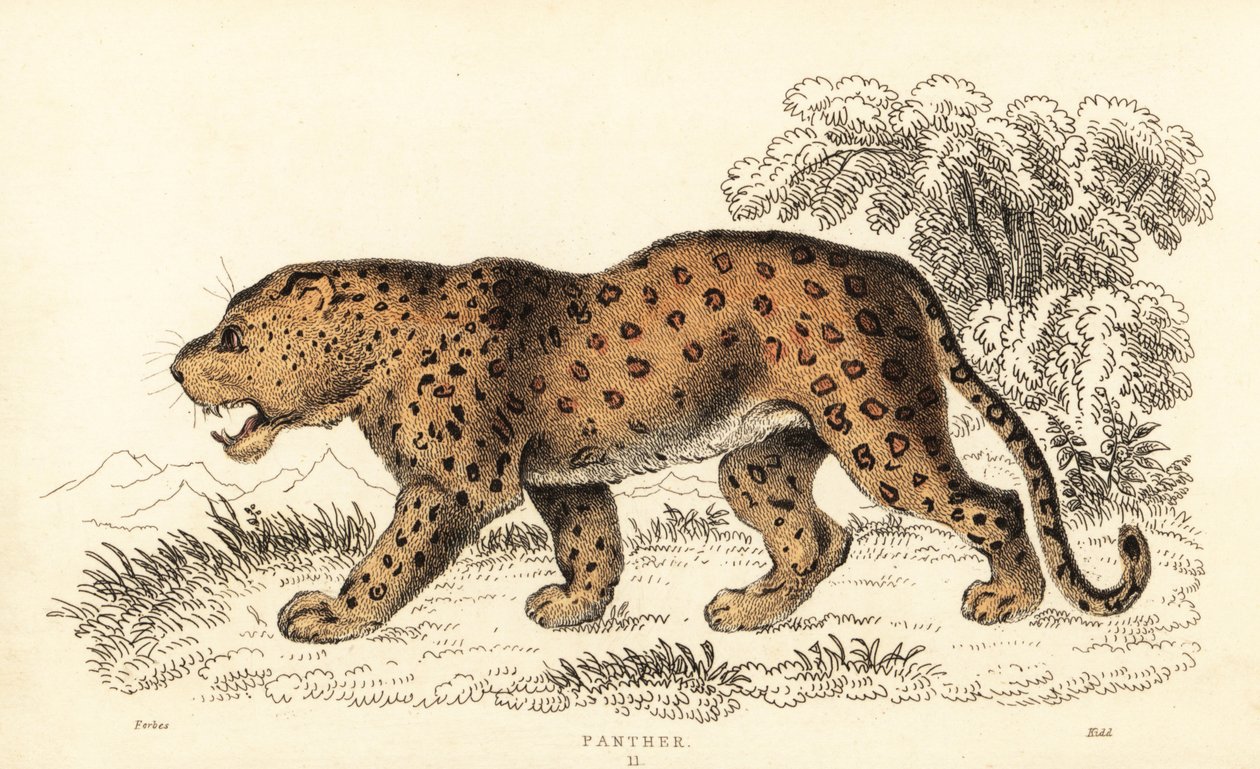 Leopardo, Panthera pardus, vulnerable, 1834 (grabado) de William Alexander Forbes