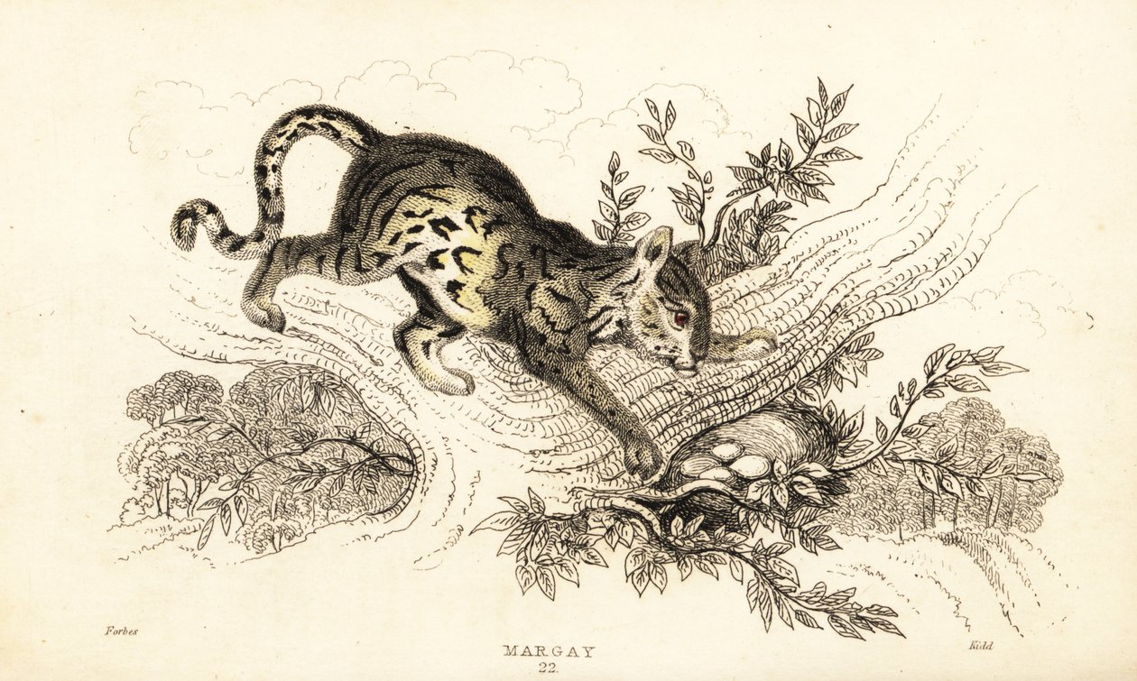 Margay, Leopardus wiedii.,1834 (grabado) de William Alexander Forbes