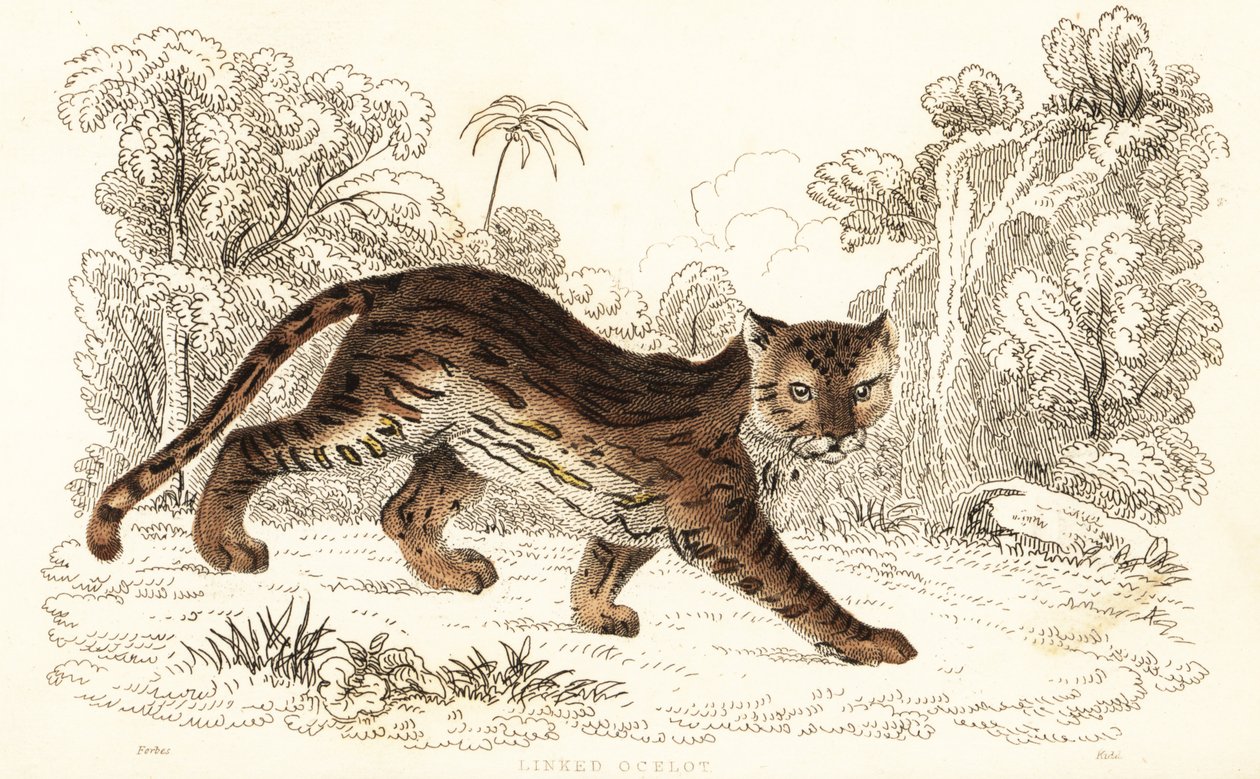 Margay, Leopardus wiedii catenata. ,1834 (grabado) de William Alexander Forbes