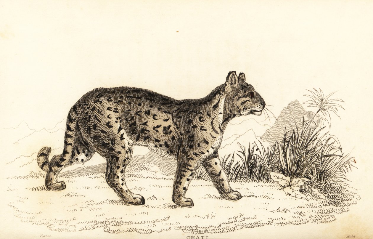 Ocelote, Leopardus pardalis mitis. ,1834 (grabado) de William Alexander Forbes