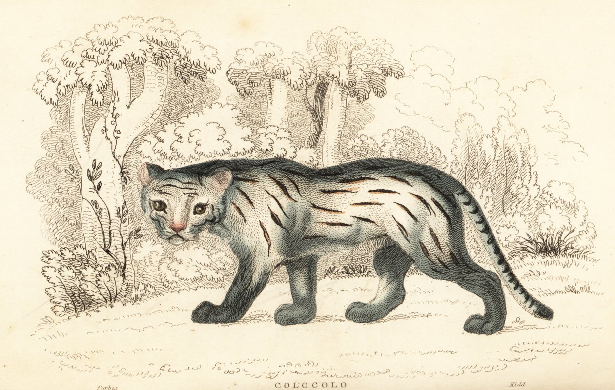 Gato de las pampas o pantanal, Leopardus colocola. ,1834 (grabado) de William Alexander Forbes