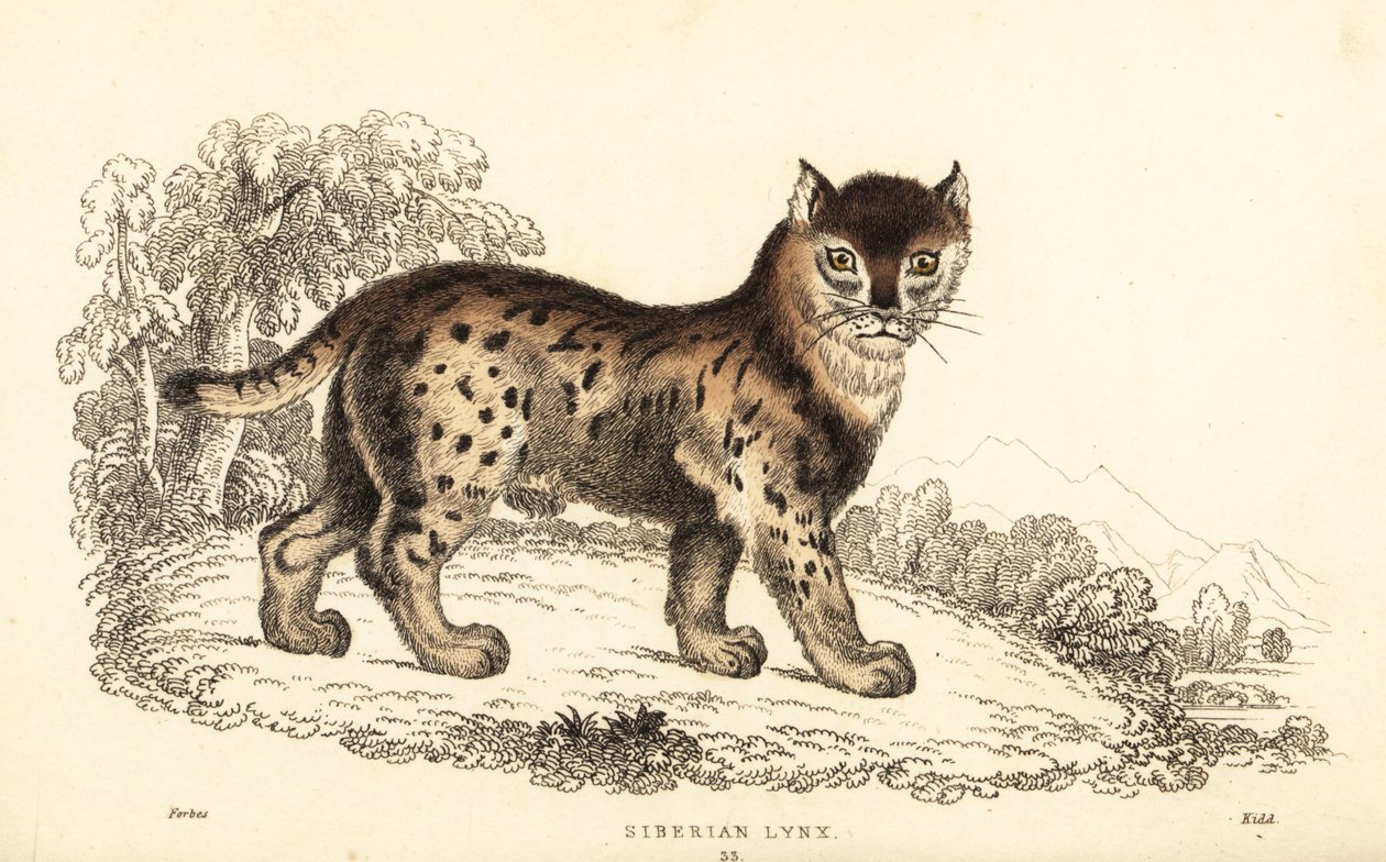 Lince siberiano, Lynx lynx wrangeli (Felis lynx).,1834 (grabado) de William Alexander Forbes