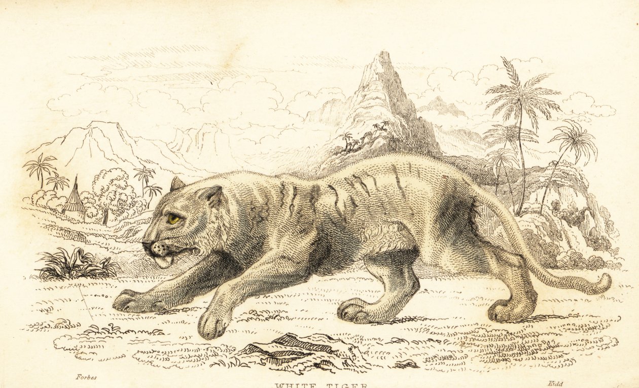 Tigre blanco, Panthera tigris tigris. En peligro de extinción. ,1834 (grabado) de William Alexander Forbes
