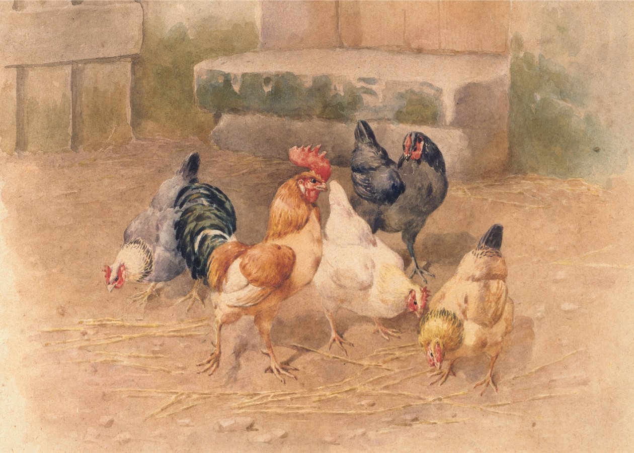 Pollos de William Baptiste Baird