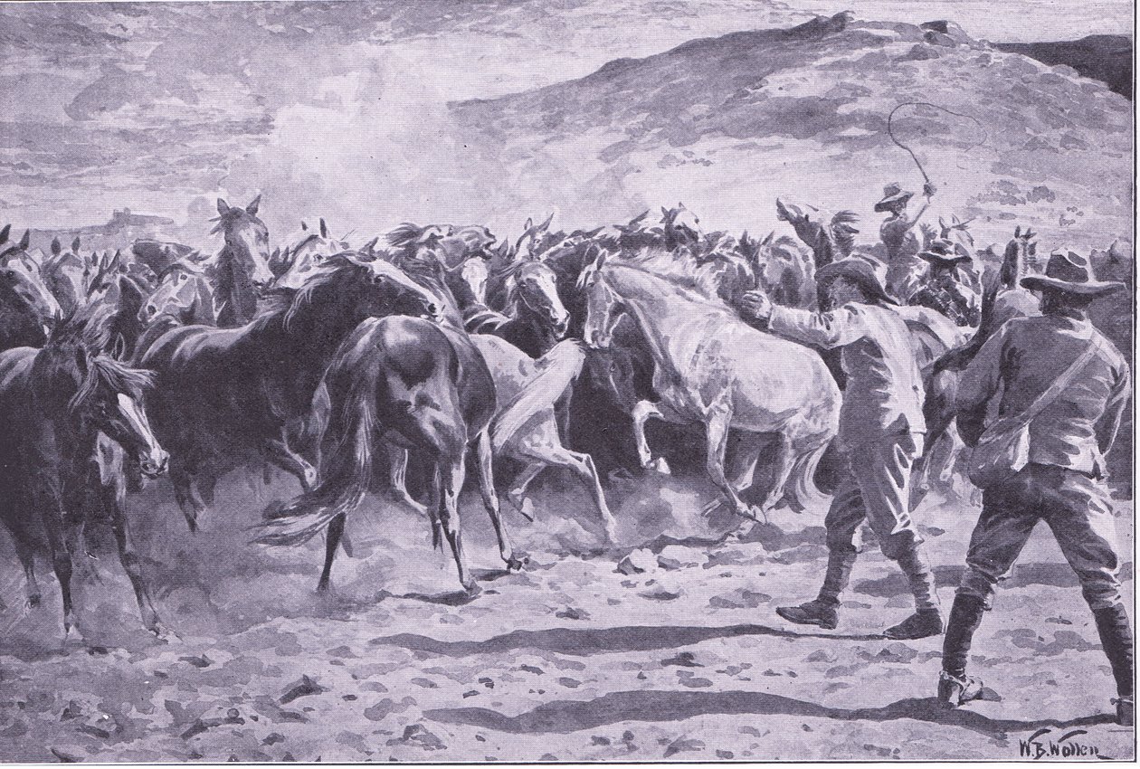 La captura de los caballos en el distrito de Brandwater cerca de Fouriesburg: reuniendo la manada, ilustración de Después de Pretoria: La Guerra de Guerrillas, 1902 de William Barnes Wollen