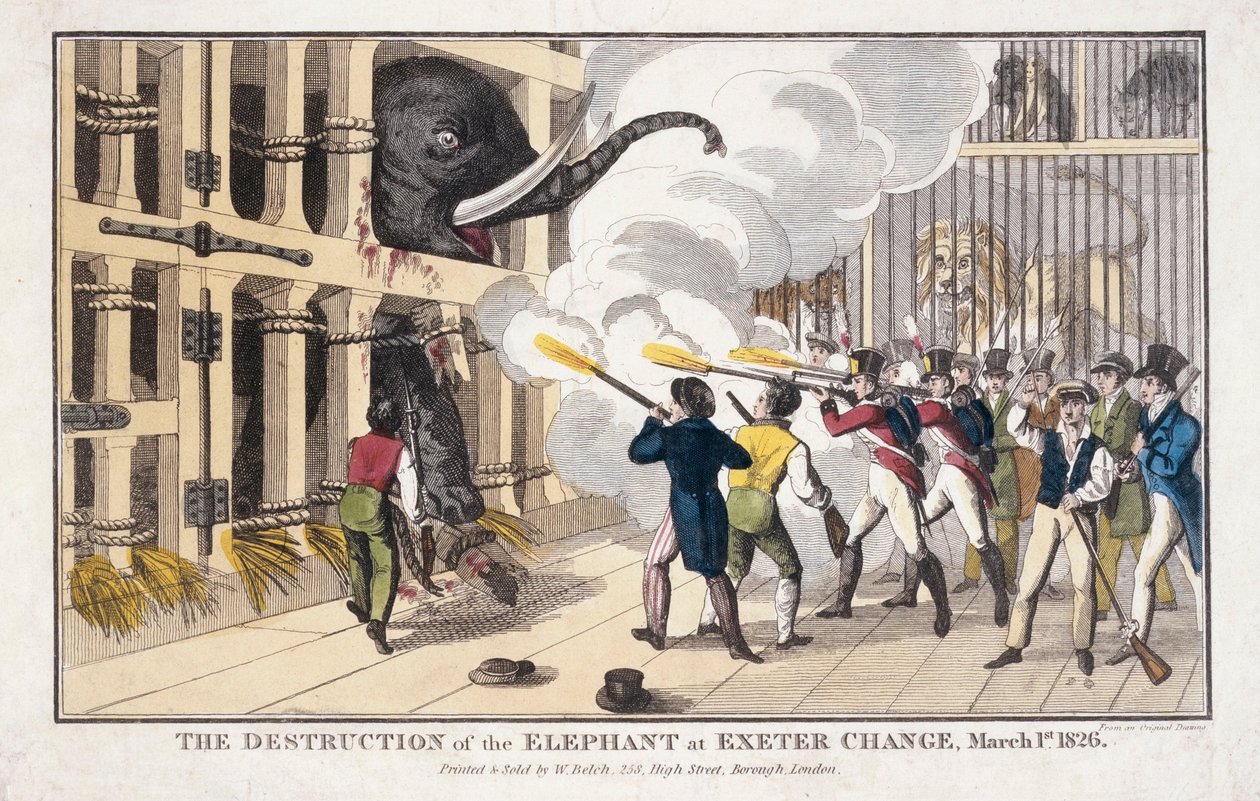 La destrucción del elefante destruido en Exeter 