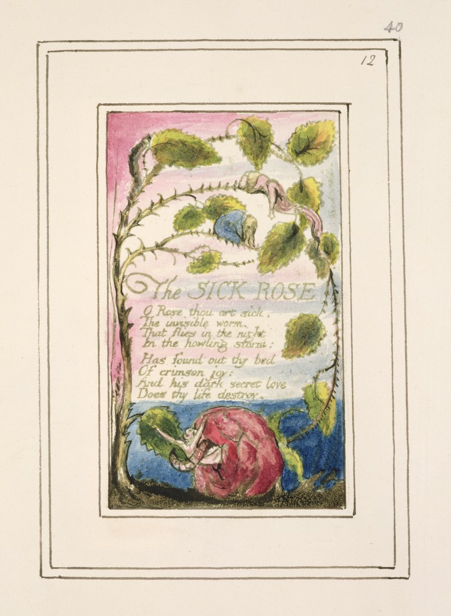 La Rosa Enferma: placa 40 de 